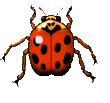 Ladybug graphics