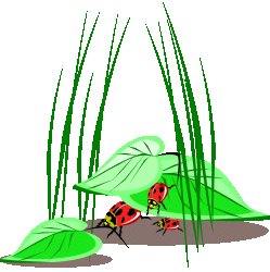 Ladybug graphics