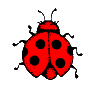 Ladybug graphics