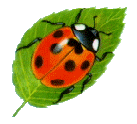 Ladybug graphics