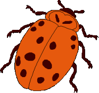 Ladybug