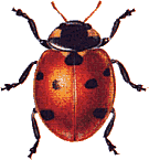 Ladybug graphics
