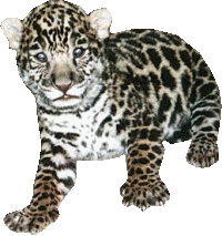 Leopard graphics