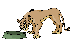 Lion king graphics