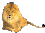 Lions graphics
