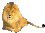 Lions graphics
