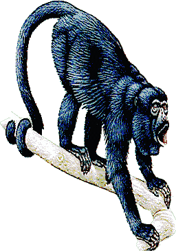 Monkeys graphics