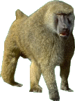 Monkeys graphics