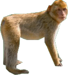 Monkeys graphics