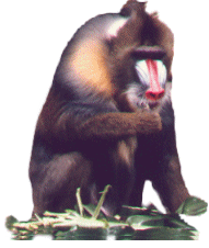 Monkeys graphics