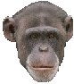 Monkeys graphics