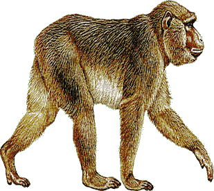 Monkeys graphics