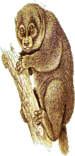 Monkeys graphics