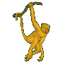 Monkeys graphics