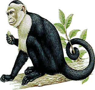 Monkeys graphics