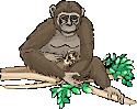 Monkeys graphics