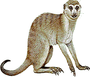 Monkeys graphics