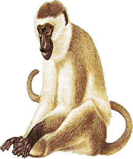 Monkeys graphics