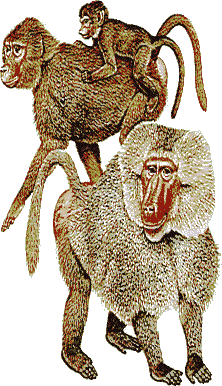 Monkeys graphics