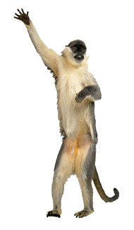 Monkeys graphics