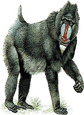 Monkeys graphics