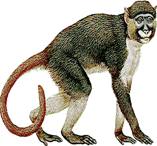 Monkeys graphics