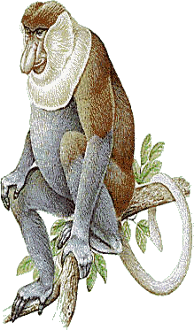 Monkeys graphics