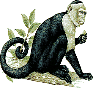 Monkeys graphics