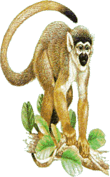 Monkeys graphics