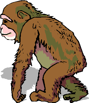 Monkeys graphics