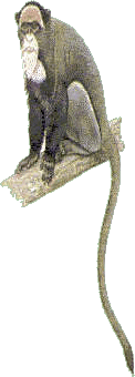 Monkeys graphics