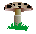 Mushrooms graphics