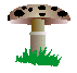 Mushrooms