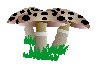 Mushrooms graphics