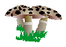 Mushrooms graphics