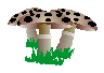 Mushrooms