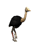 Ostrich graphics