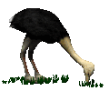 Ostrich graphics