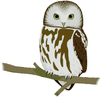 Owls graphics