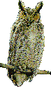 Owls graphics