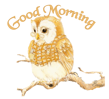 Owls graphics