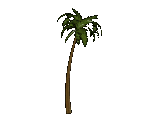 Palm trees graphics