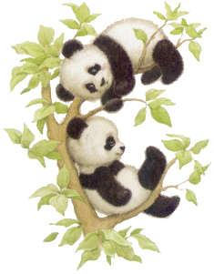 Panda bears graphics