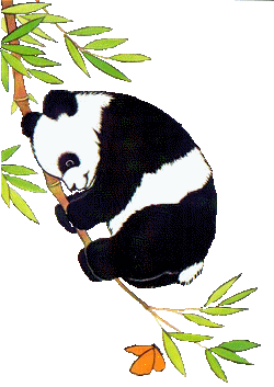 Panda bears graphics