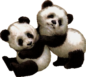 Panda bears graphics