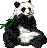 Panda bears graphics