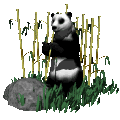 Panda graphics