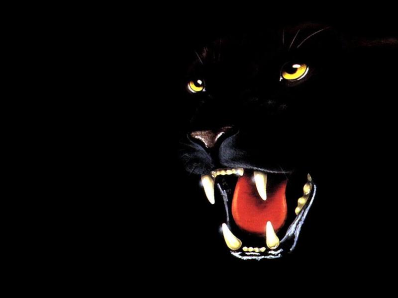 Panther graphics