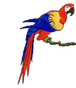 Parrot graphics