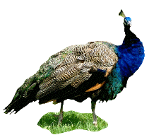 Peacock